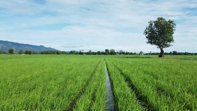 Flying over the green rice fields of Aceh Province, Indonesia.