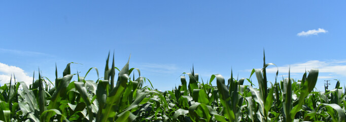 ดีไซน์ที่ไม่มีชื่อ - 5golden flowers with green leaves of corn field against blue sky in sunshine, background of green corn field, sunny wallpaper with green corn field,
