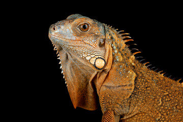Closeup head of Red Iguana on black background.