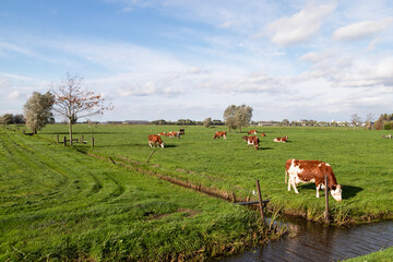 Naklejka na ściany i meble Dutch landscape with grazing cows in the meadow.