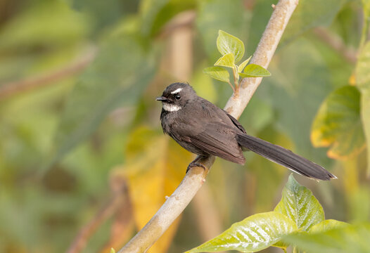 White Throated Fantail Is A Small Passerine Bird Belonging To The Family Rhipiduridae.