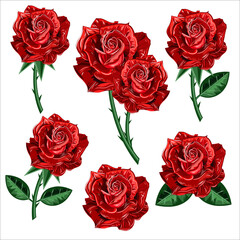 Rose flower set of blooming plant. Garden rose isolated icon of red blossom with green stem and leaf for romantic floral decoration, wedding bouquet and valentine greeting card.
