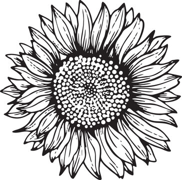 Linear sunflower flower. Hand drawn illustration. This art is perfect for invitation cards, spring and summer decor, greeting cards, posters, scrapbooking, print, etc.