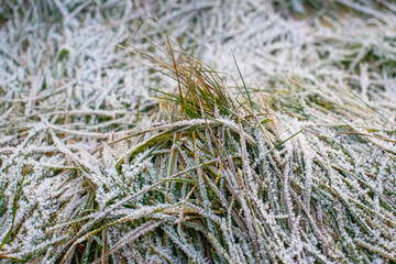 Close up of grass in winter