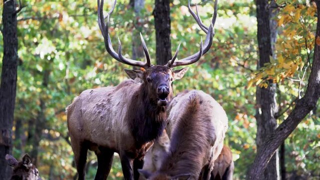 Bull Elk Bugle in Front of Female Elk During Fall Rut