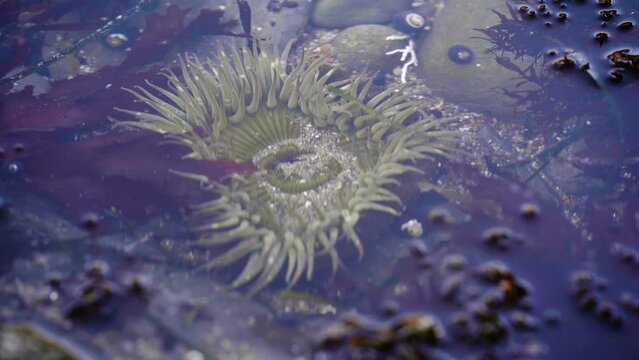 Close up of Ocean Tide Pools ecosystem with anemone and crab