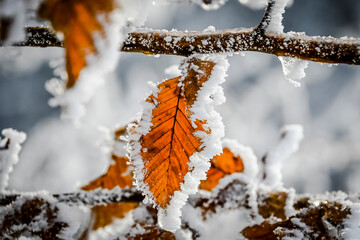 Metzerlen, Mariastein, Eiskristalle, Laub, Blatt, Winterlandschaft, Winter, Schnee, Eis,...