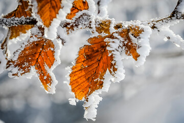 Metzerlen, Mariastein, Eiskristalle, Laub, Blatt, Winterlandschaft, Winter, Schnee, Eis,...