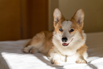Corgi dog happy resting on the bed in the sun from the window.
