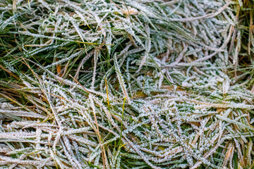 Close up of grass in winter