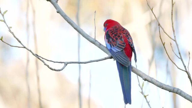 a rear view of a crimson rosella feeding in a tree at the snowy mountains of nsw, australia