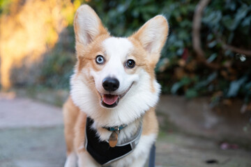 Corgi dog portrait. With multicolored eyes.
