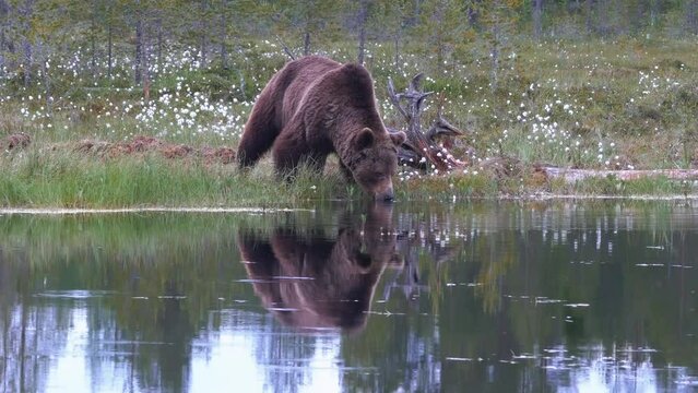 A scary brown bear and its mirror image drink in a pond