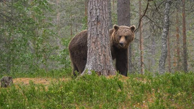 An adult bear finds some bait in a tree