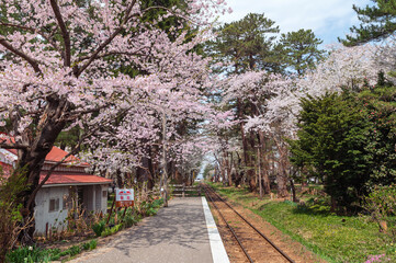 【青森県五所川原市芦野公園駅】本州最北私鉄駅の桜のトンネル
