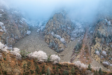 snow covered trees