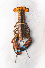 Fresh big lobster food on the white marble background. Delicatessen, rare seafood. Top  view