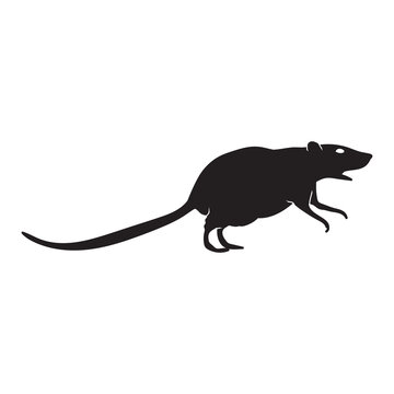 Silhouette of realistic rat in isolate on a white background. Vector illustration