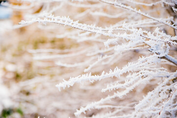 Tree branches in winter. Covered with frost and snow. Beauty is in nature. The forest in December. Background or texture.