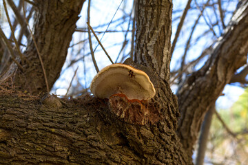 mushroom in the bark of a tree