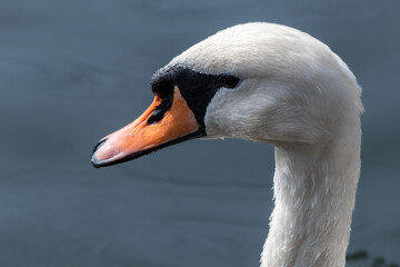 White swan, waterbird head portrait with water drops on dark pond water, close-up
