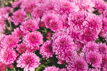 Pink sunny chrysanths flowers blooming close-up. Chrysanthemums details with selective focus