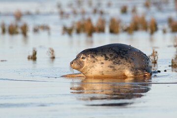 Harbour Seal (Phoca vitulina) playing on mudflats at sunset © davemhuntphoto
