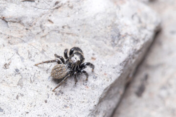 Euophrys herbigrada jumping spider posed on a concrete wall on a sunny day