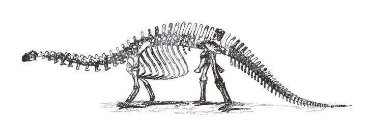 Skeleton of brontosaurus excelsus. Doodle sketch. Vintage vector illustration. © eestingnef