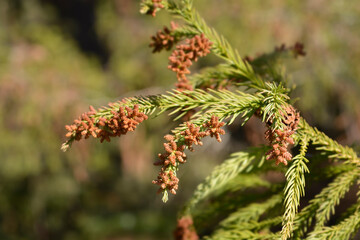 Japanese cedar branches with flower