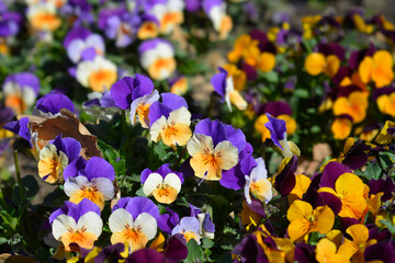Horned violet Penny Peach Jump Up flowers