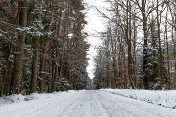 Snowy road in winter forest.