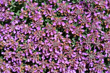 Obraz premium Germander hybrid pink flowers