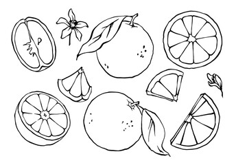Hand drawn set of citrus fruit, orange, grapefruit leaves and slices. Outline black and white vector drawing.