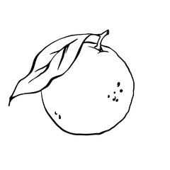 Hand drawn orange with leaf outline black and white vector drawing, coloring page. 