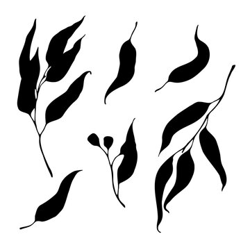 Eucalyptus or willow black leaf and twigs silhouette illustration set, hand drawn vector design elements. 