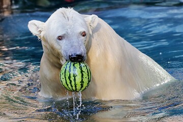 水中のスイカを口で持ち上げるシロクマ