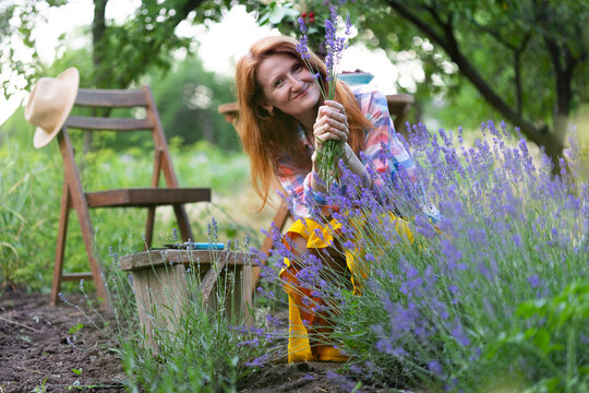 Girl Pruning Lavender Bush In The Garden