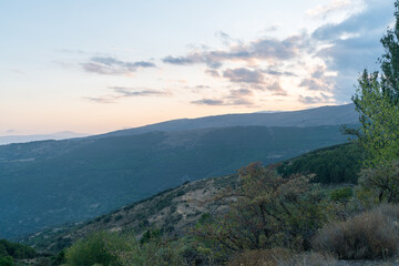 pine forest in the Sierra Nevada