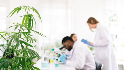 Blur background of professional researchers working on a hemp plant and checking ganja leaves....