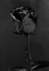 Black gothic rose on a black background. Dark flower. Single color monochrome photo.