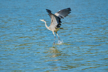 natural grey heron (ardea cinerea) taking off from the water with wings outstretched. Cubillas reservoir, Granada.