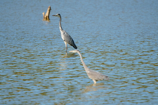 A pair of Grey Herons (Ardea cinerea), gray bird photograph, wading in a lake with head and long neck looking on. Cubillas reservoir, Granada.