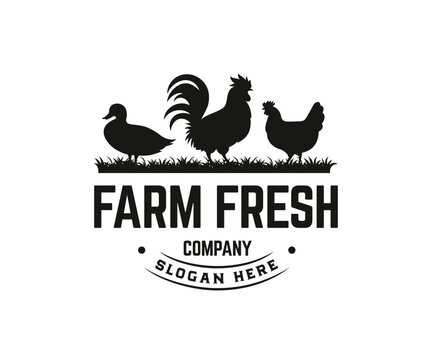 Poultry farms logo design vector concept. Animal farm logo design template