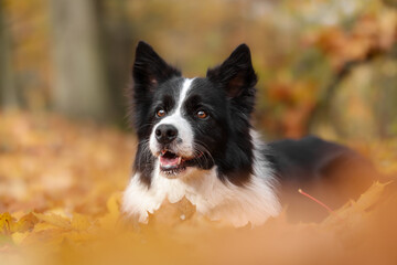 Happy Border Collie in Autumn Nature. Smiling Black and White Dog Lies Down in Orange Fallen Leaves in October.