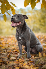 Vertical Portrait of Blue Staffy in Autumn Nature. Smiling English Staffordshire Bull Terrier Sits in Park during Fall Season in October.