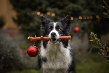 Cute Border Collie with Christmas Bauble Hanging on Stick in the Garden. Shallow depth of field of Black and White Dog with Xmas Ornament Looking at Camera in Green Nature. 