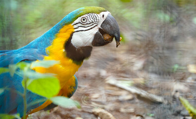 Closeup blue and gold macaw bird, Portrait colorful Macaw parrot, Blue and Gold Macaw Green-Blue macaw - Ara ararauna Parrot Picture. macaw parrot in zoo