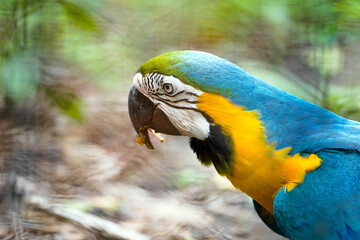 Closeup blue and gold macaw bird, Portrait colorful Macaw parrot, Blue and Gold Macaw Green-Blue macaw - Ara ararauna Parrot Picture. macaw parrot in zoo