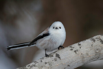 冬のシマエナガ